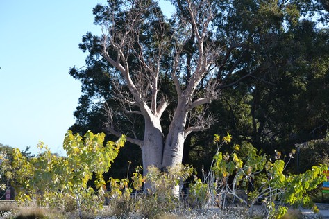 boab the giant tree in kings park