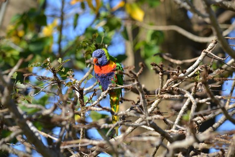 parrots birds in kings park WA