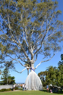 queens tree in kings park WA